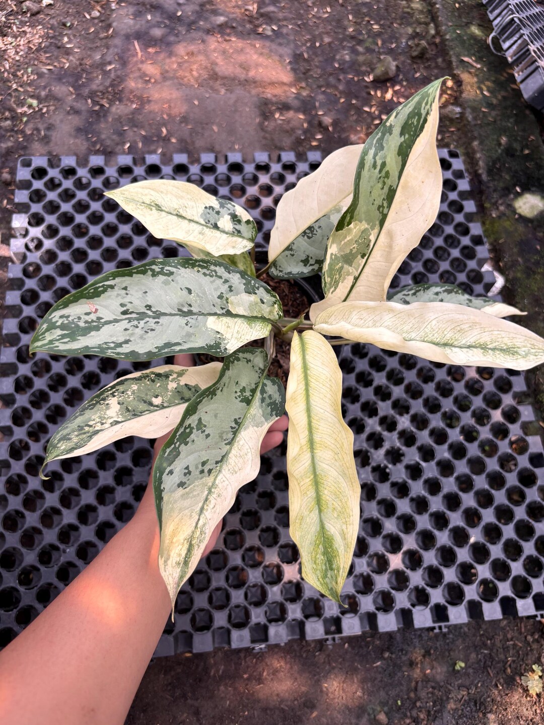Real Picture Aglaonema Commutatum Albo Holland White Variegated - Etsy