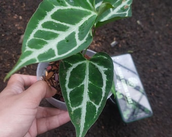 Verklig bild Anthurium Muchlis x Red NSE
