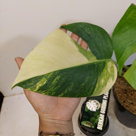 Monstera Marmorata Aurea Gelb Bunt 4 Blatt Echte Bild - Etsy.de