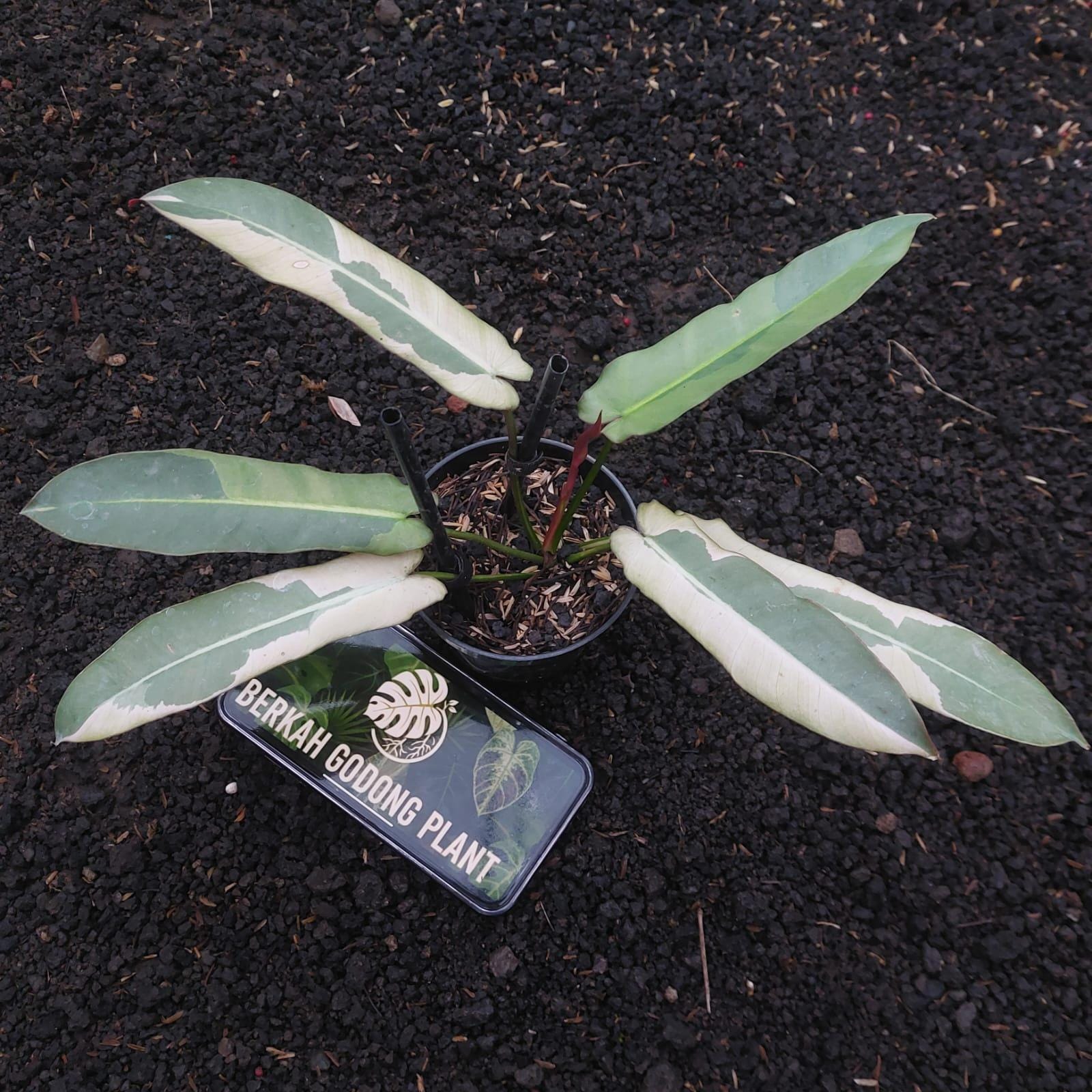 Philodendron atabapoense - Etsy 日本