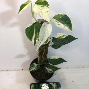 epipremnum vs pothos Pothos Epipremnum aureum 'Emerald'