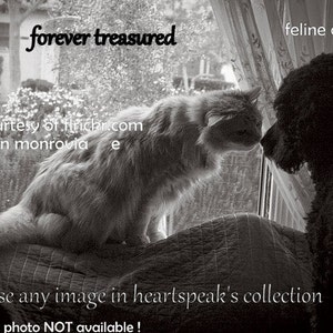 May include: Black and white photo of a cat and a dog looking at each other through a window. The cat is sitting on a bed and the dog is standing on the other side of the window. The text "forever treasured" is written above the image. The text "feline or canine" is written above the dog. The text "photo courtesy of flickr.com by living in monrovia e" is written below the cat. The text "choose any image in heartspeak's collection this photo NOT available!" is written below the dog.