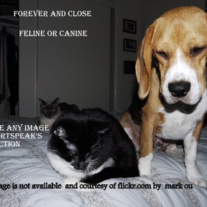 tragic/sudden death..... forever and close /choose an image/canine or feline/rainbow bridge cards/unique empathy condolence cards pet poem