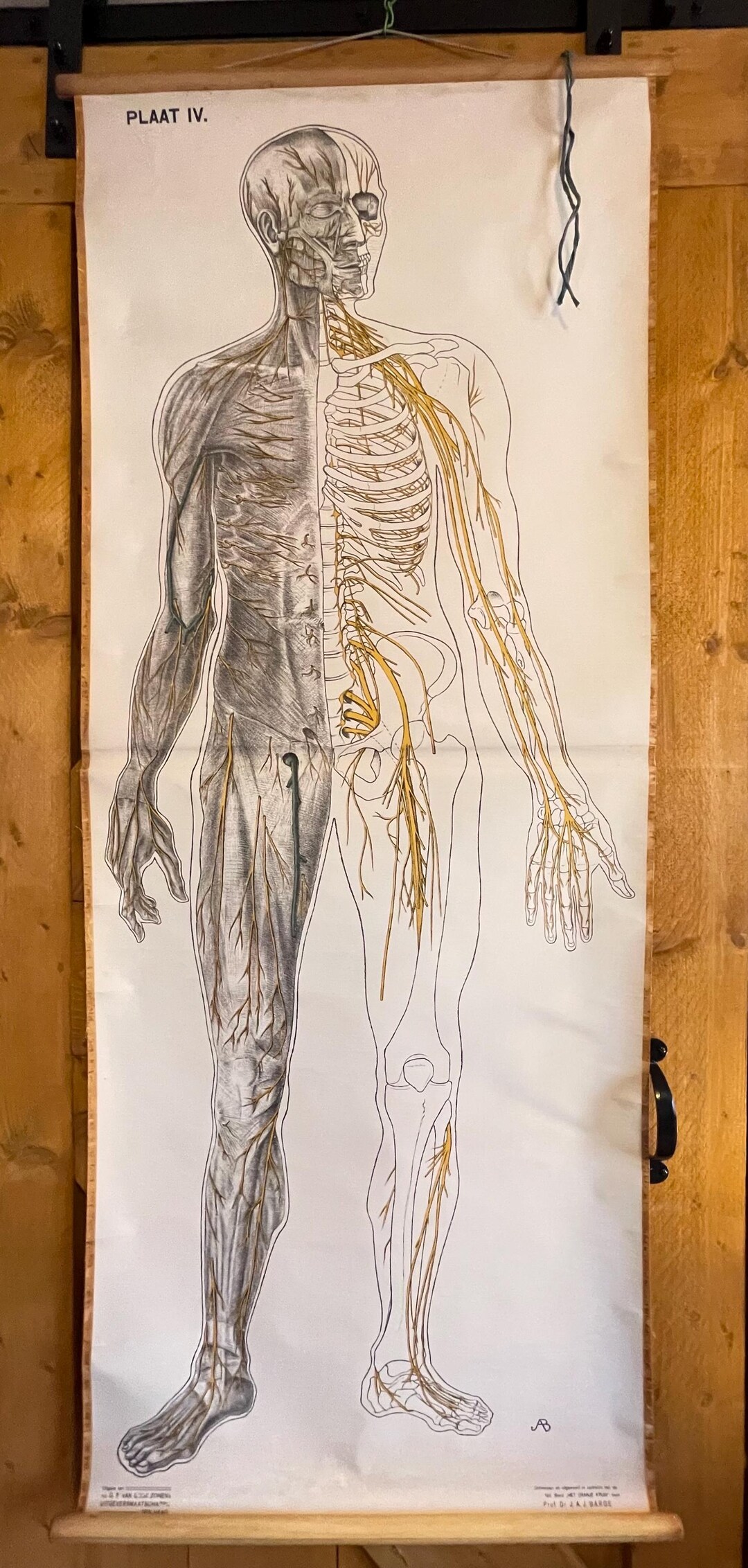 Vintage Anatomical Wall Chart – Plate IV: Nervous System – Prof. J.A.J ...