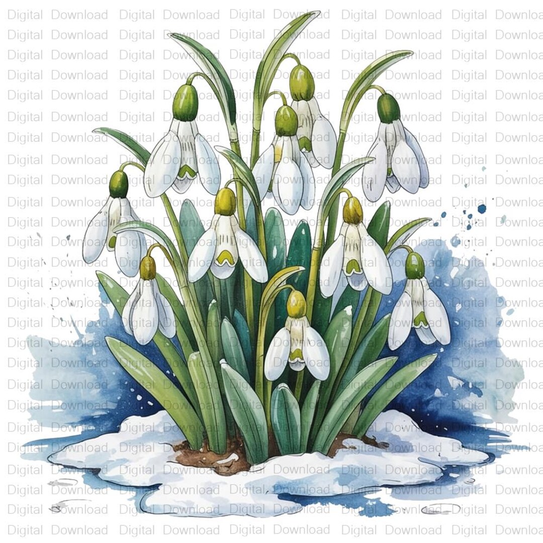 Snowdrops Watercolor Clipart Bundle: Spring Floral PNG Graphics ...