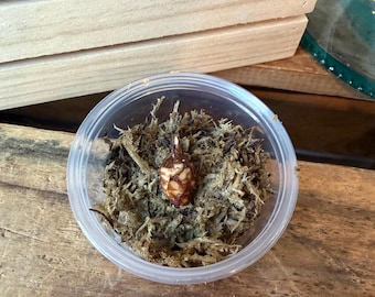 Cormo de Alocasia Lukiwan / Planta joven de arácea rara / Cormo recién cosechado / Listo para enraizar / Planta de interior de colección