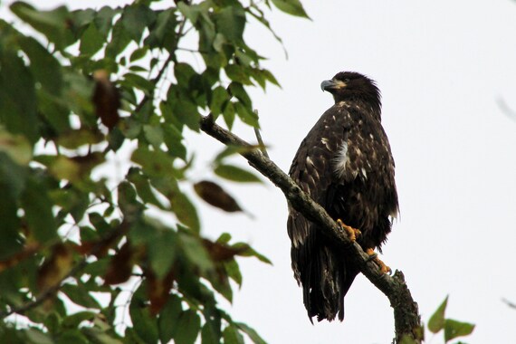Immature Bald Eagle Photography