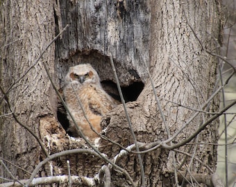 Great Horned Owl Baby
