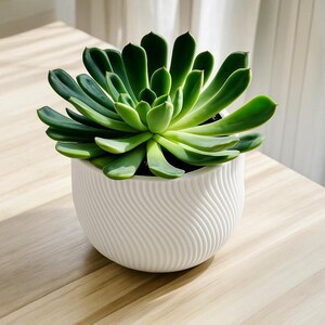 Peut inclure: Une plante succulente verte vibrante dans un pot en céramique blanc. Le pot présente un motif texturé en forme de vagues. Les feuilles de la plante sont vert foncé, avec un centre vert plus clair. Le pot est posé sur une surface en bois clair.