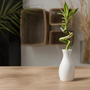 Peut inclure: Un vase en céramique blanc et côtelé contient une tige de bambou verte en spirale avec des feuilles vertes vibrantes. Le vase est posé sur une surface en bois clair, avec un fond neutre.