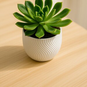 May include: A vibrant green succulent plant in a small, white ceramic pot with a wavy, textured design. The plant has multiple green leaves and is set on a light-colored wooden surface. The pot is approximately 4 inches in diameter.