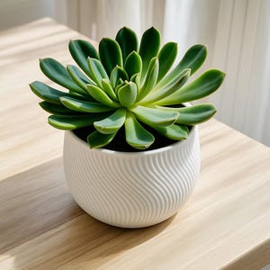 Peut inclure: Une plante succulente verte dans un pot en céramique blanc avec un motif ondulé. Les feuilles charnues de la plante forment une rosette. Le pot repose sur une surface en bois clair, avec des ombres de la lumière du soleil. Le pot mesure environ 12 cm de diamètre.