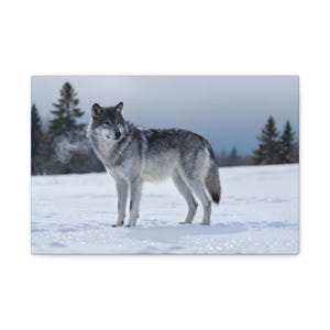 May include: A gray wolf stands in a snowy field, exhaling visible breath. The wolf's fur is a mix of gray and white, and it is surrounded by snow-covered ground and evergreen trees in the background. The sky is overcast.