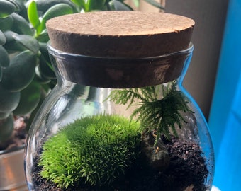 Live Bun Moss Terrarium Kit: DIY Glass Terrarium with Cork Lid