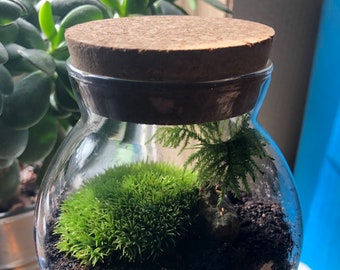 Mini Terrarium With Cork Lid • Moss Terrarium With Cork Stopper • Live Bun Moss Terrarium • Live Cushion Moss Terrarium Kit