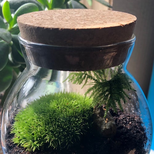 Mini Terrarium With Cork Lid Moss Terrarium With Cork Etsy