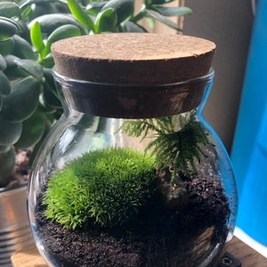 Live Bun Moss Terrarium Kit: DIY Glasterrarium mit Korkdeckel