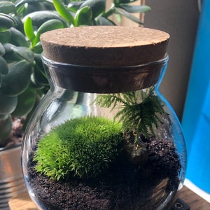 Live Cushion Moss Bun Moss Terrarium Moss Terrarium Plant Live Moss for  Terrariums -  Sweden