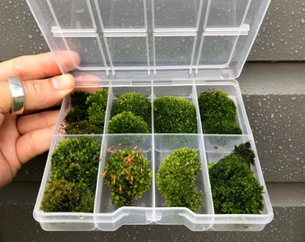 Coffret cadeau mousse de bonsaï vivante : mousse en micro-coussin pour terrarium