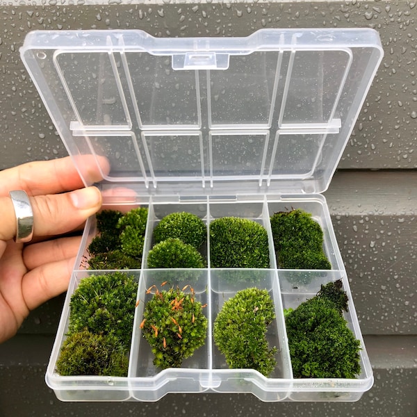 Premium-Bonsai-Moos • Mikro-Kissenmoos • Lebendmoos-Geschenkbox-Auswahl • Geschlossenes Terrarienmoos