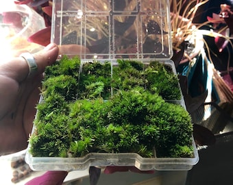 Extraits de mousse de bonsaï vivants : petites feuilles pour terrariums