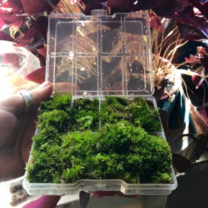 Bonsai Moss Snippet Pieces • Trimmed Tiny Live Moss Fronds • Loose Mini Moss For Terrariums