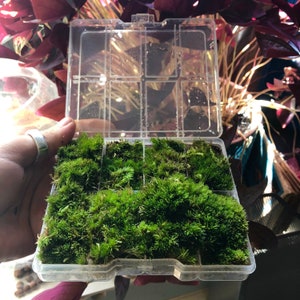 Moss Snippets • Live Terrarium Moss Fronds • Loose Mini Bun Moss For Terrariums