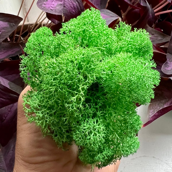 Light Green Reindeer Moss • Preserved Light Green Moss • Terrarium Moss • Decorative Moss For Succulents, Air Plants, Miniature Gardens