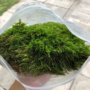 Levend mos voor terraria • Levend mos voor kamerplanten • Echt mos voor bonsai • Feeëntuinmos • Terrariummos • Natuurlijk groen mos