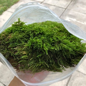 Live Green Moss Mix: Terrarium, Bonsai, Fairy Garden Moss