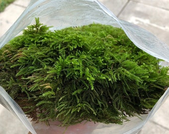 Mezcla de musgo verde vivo: musgo para terrarios, bonsáis y jardines de hadas