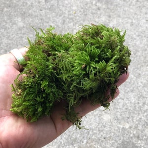 Natural Moss Small Plant • Live Moss For Terrarium • Moss For Bonsai • Gorgeous Real Moss