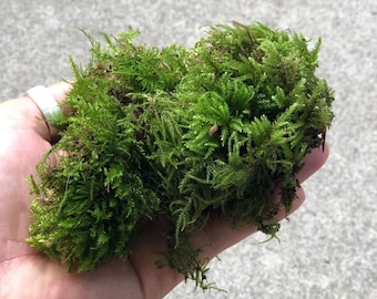 Live Moss: Natural Green Moss for Terrarium, Bonsai, Fairy Garden