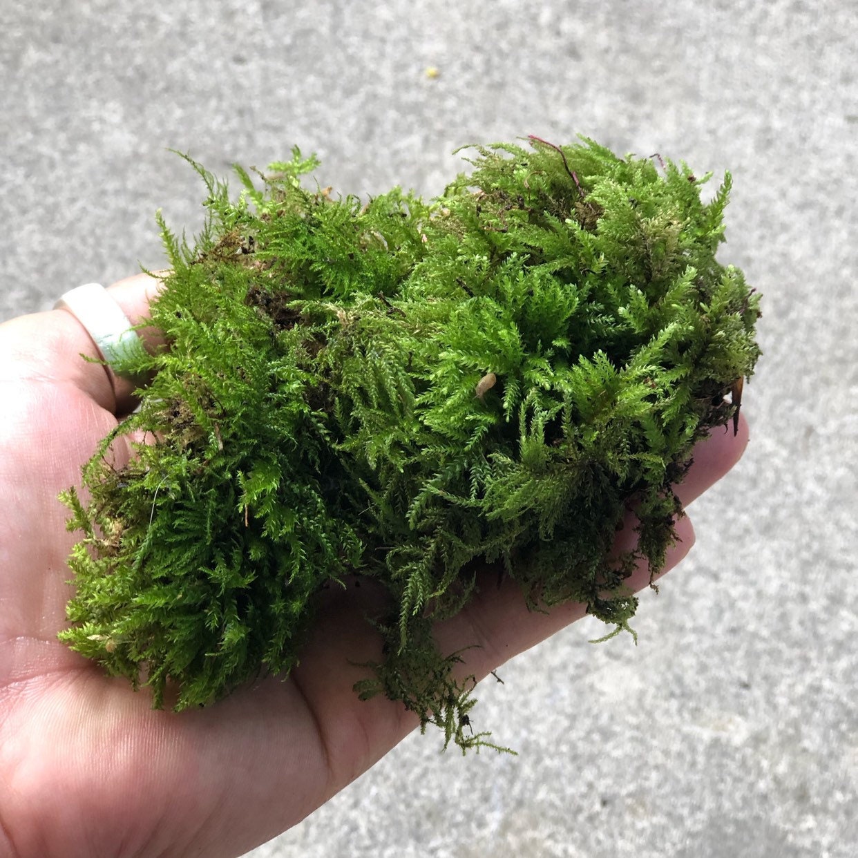 Natural Moss Small Plant Live Moss for Terrarium Moss for Bonsai Gorgeous  Real Moss -  Norway