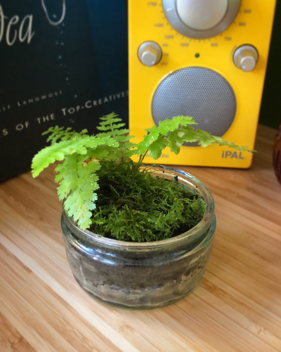 Moss Top Dressing For House Plants Terrariums Bonsai Etsy