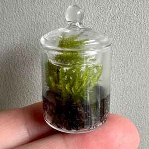 Winziges Live Mos Terrarium: Handgefertigtes Miniatur Glas Display