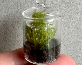 Winziges Live Mos Terrarium: Handgefertigtes Miniatur Glas Display