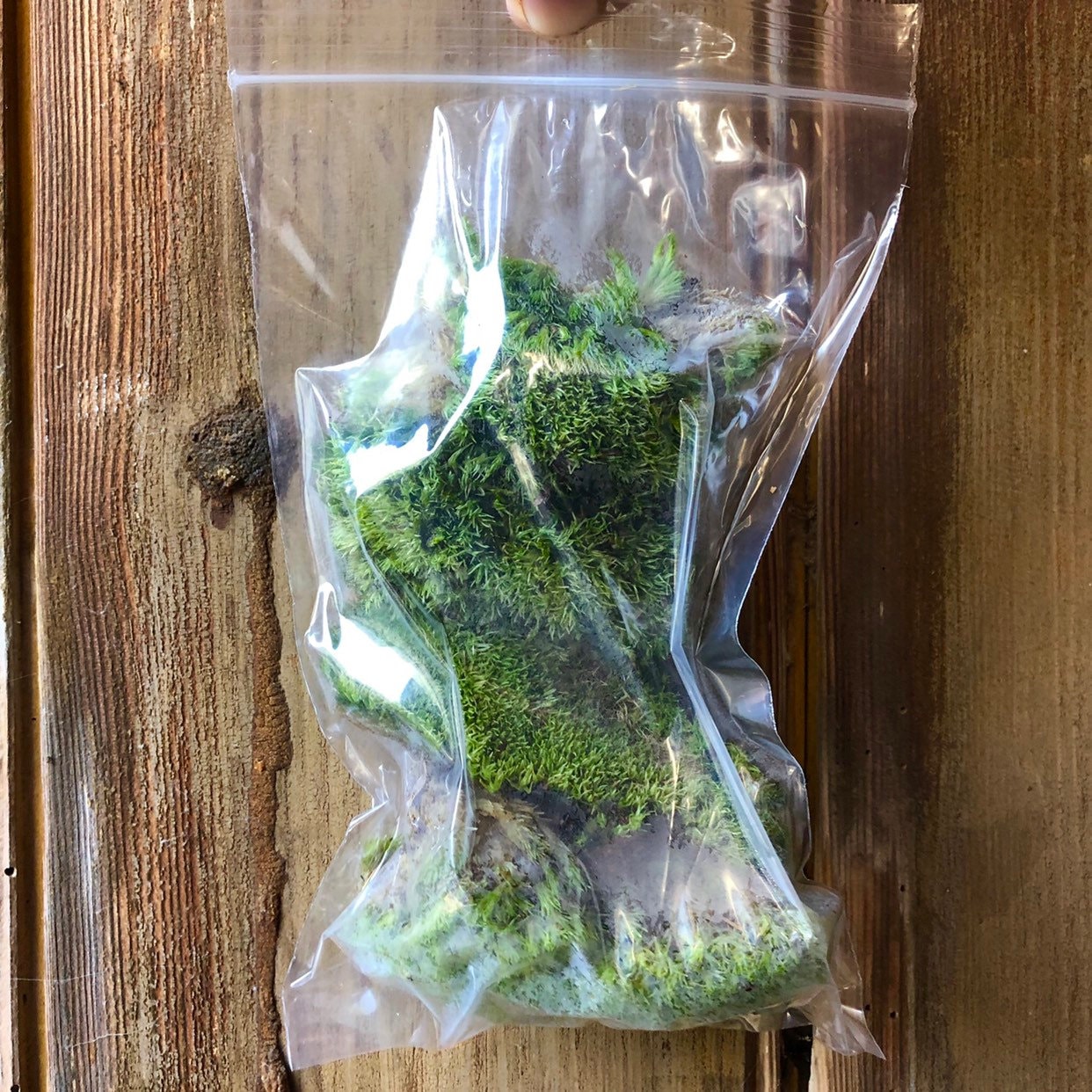 Live Cushion Moss | Premium Fresh Live Moss for Terrarium • Bun Moss •  Pillow Moss