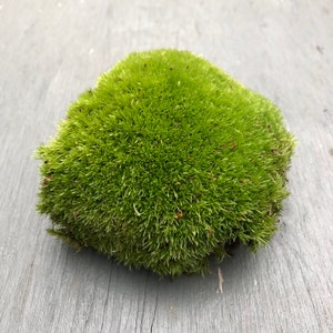 Lush Live Cushion Moss • Premium Live Bun Moss For Terrarium • Lovely Large Moss Pieces • Live Moss For Terrariums • Terrarium Supplies
