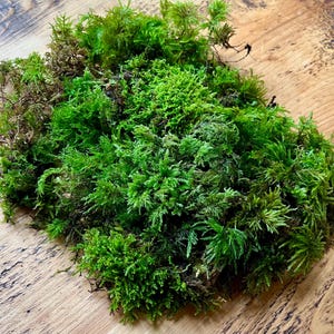 Miscela di muschio vivo per terrari, bonsai e giardini delle fate