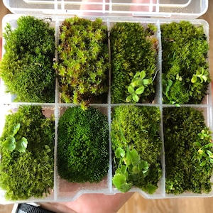 Micro Cushion Moss • Bonsai Moss Gift Box Selection • Closed Terrarium Moss Selection