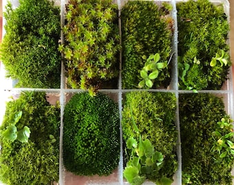 Caja de regalo de musgo para bonsái: selección de musgo vivo para terrarios