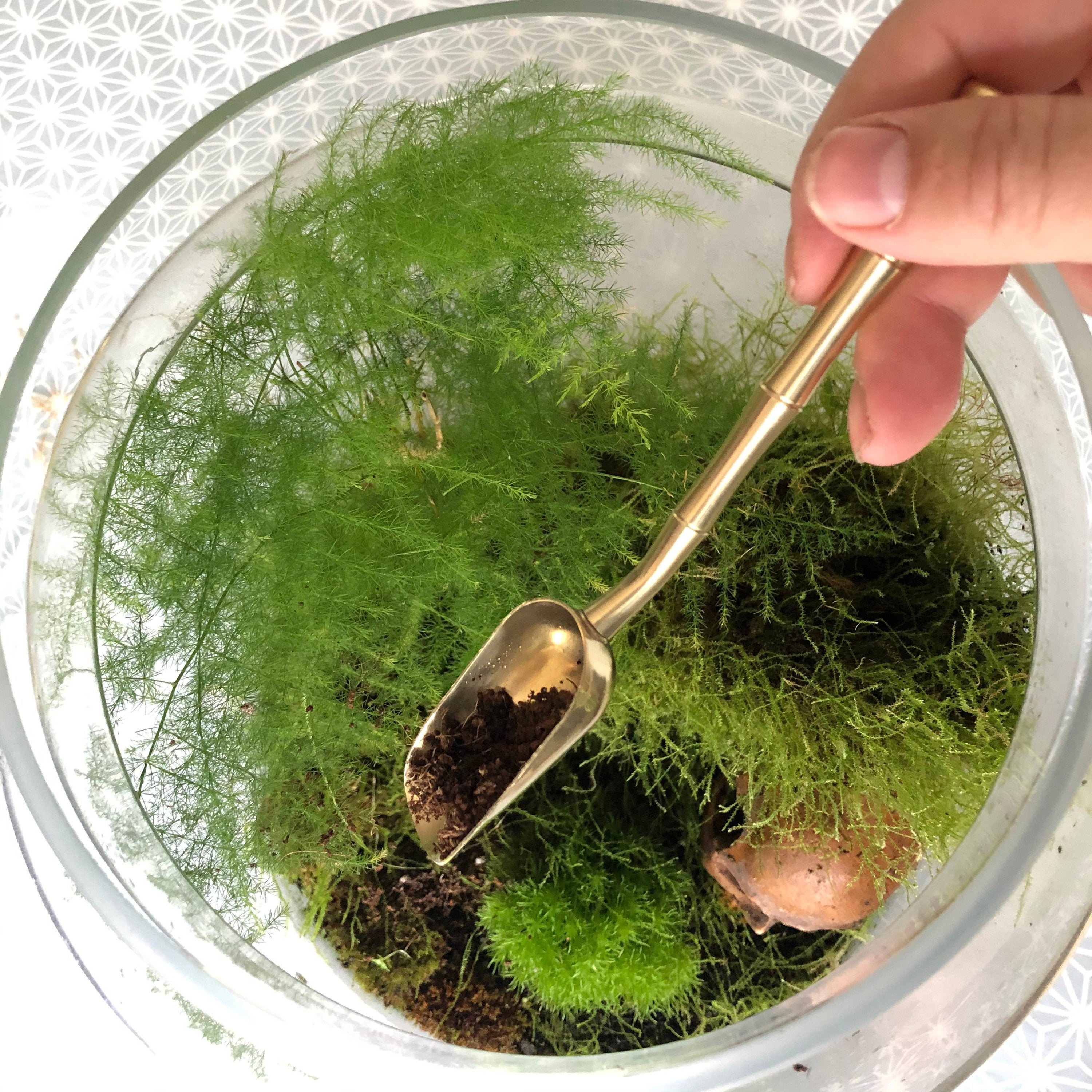 Bamboo terrarium - Etsy sterreich
