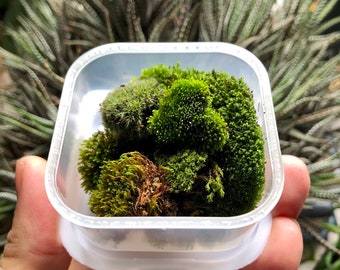 Mini mousse de coussin : mousse de terrarium de bonsaï vivante