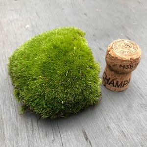Live Cushion Moss • Bun Moss • Terrarium Moss • Terrarium Plant • Live Moss For Terrariums
