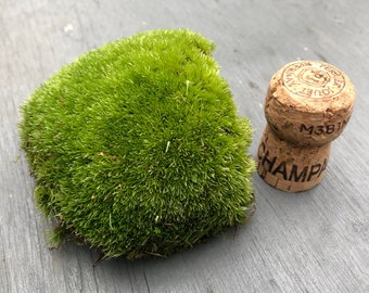 Puede incluir: Un pequeño grupo de musgo verde, que se asemeja a una colina en miniatura, se encuentra sobre una superficie de madera gris. Un corcho de champán con la palabra "CHAMP" y el número "M381" está a la derecha del musgo.
