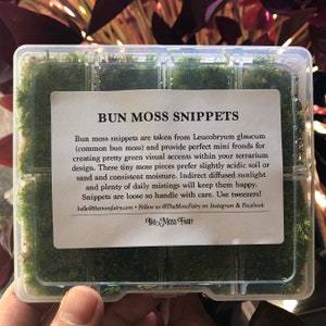 Bun Moss Snippets • Tiny Moss Fronds • Loose Mini Moss Fronds For Terrariums • Little Moss Pieces Terrarium Supplies