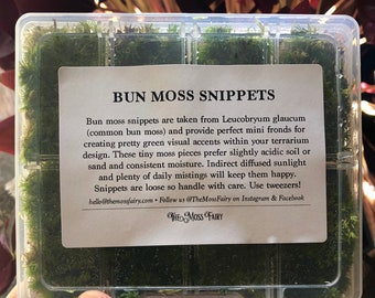 Bun Moss Snippets: Mini hojas de musgo vivas para terrarios