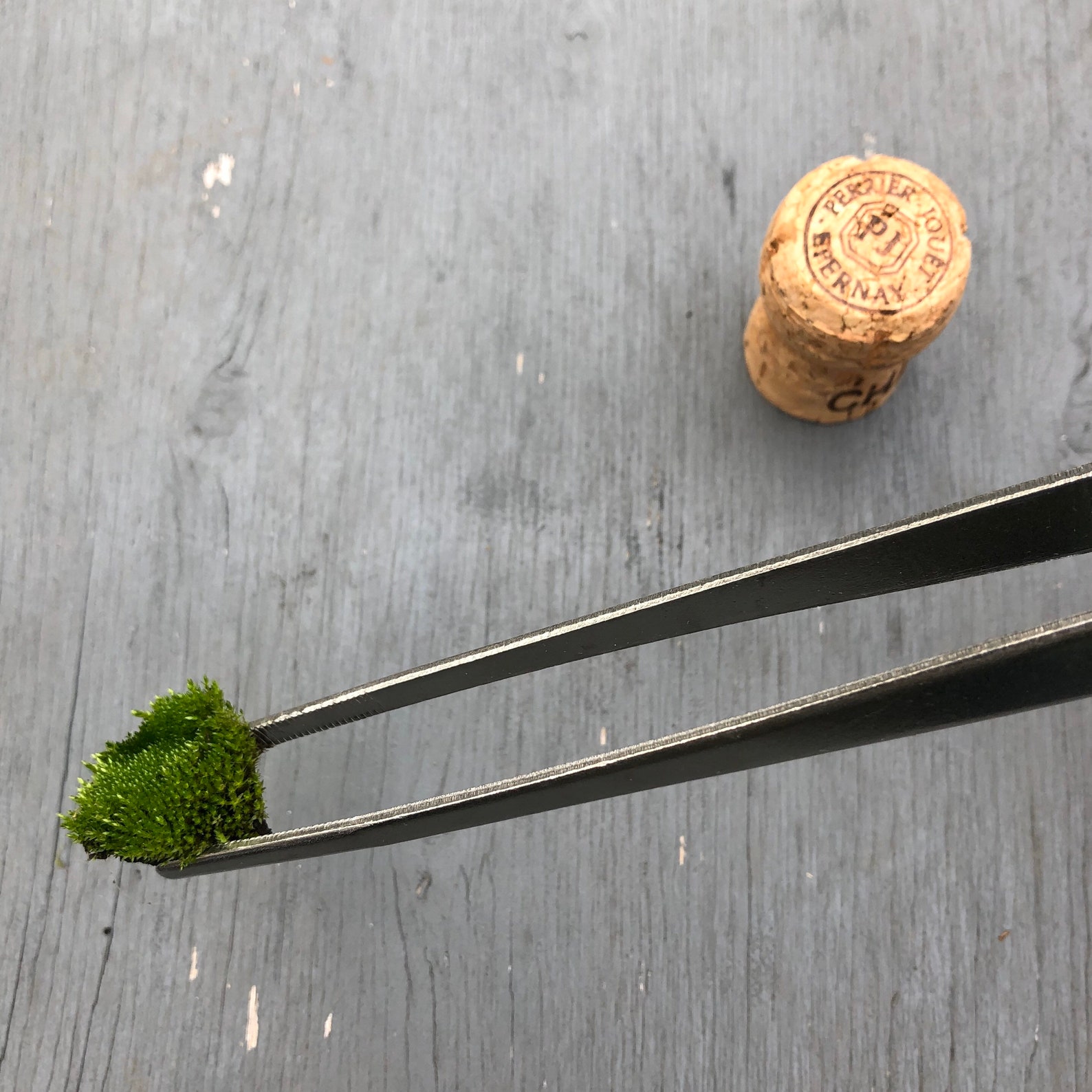 Terrarium Tweezers Extra Long Tweezers for Terrariums Etsy Australia