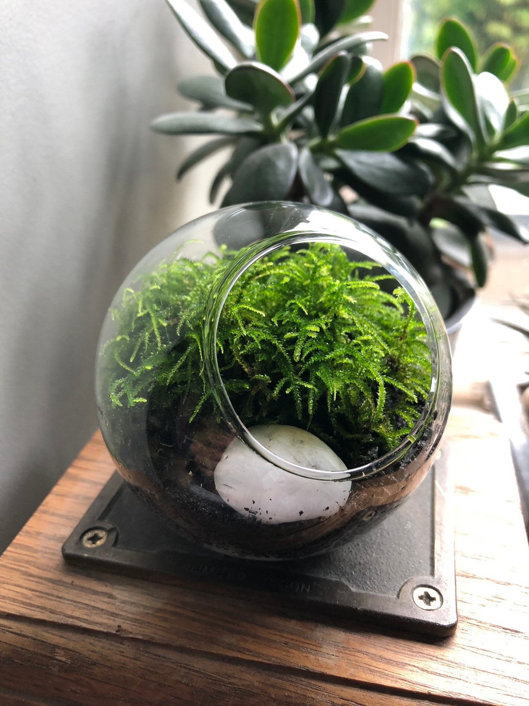 SALE Zen Concrete Handmade Moss Bowl Terrarium Centerpiece  Terrarium  centerpiece, Miniature garden, Succulent terrarium